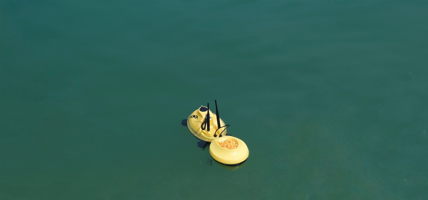 Chasing F1 - Bait Boat